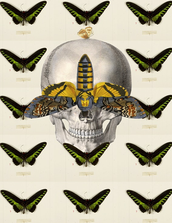 Mariposas muertas