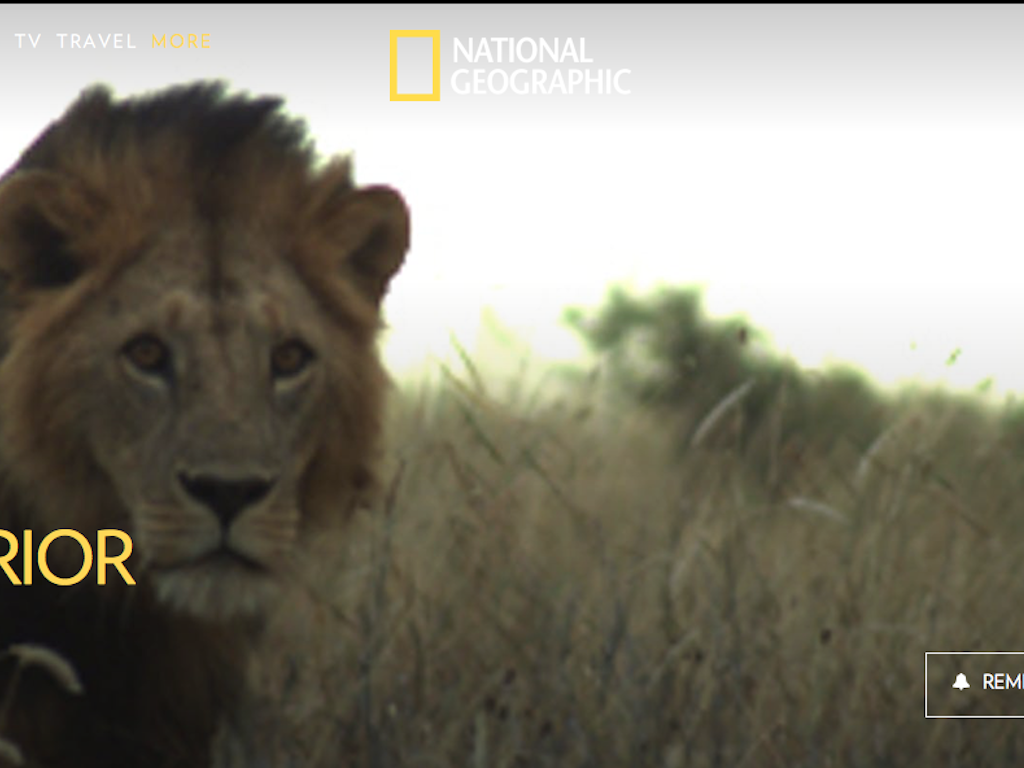 LION WARRIORS NAT GEO WILD - KIRE GODAL FILMS LION WARRIORS NAT GEO WILD - KIRE GODAL FILMS