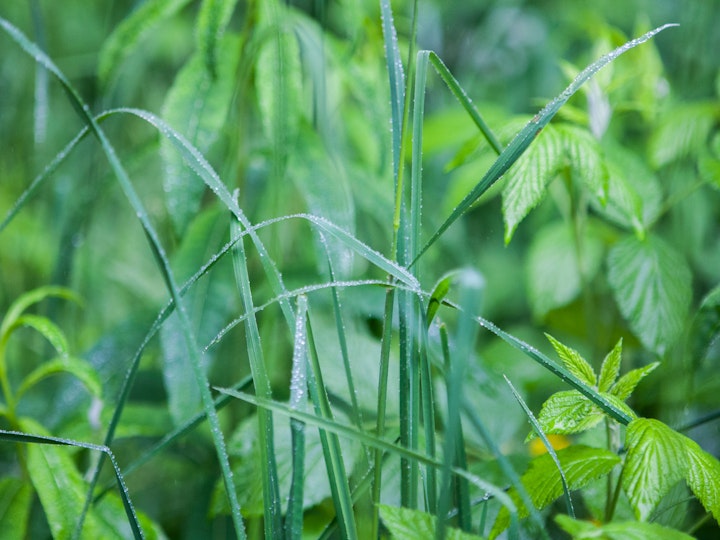 Part of a commission, details for inset images.