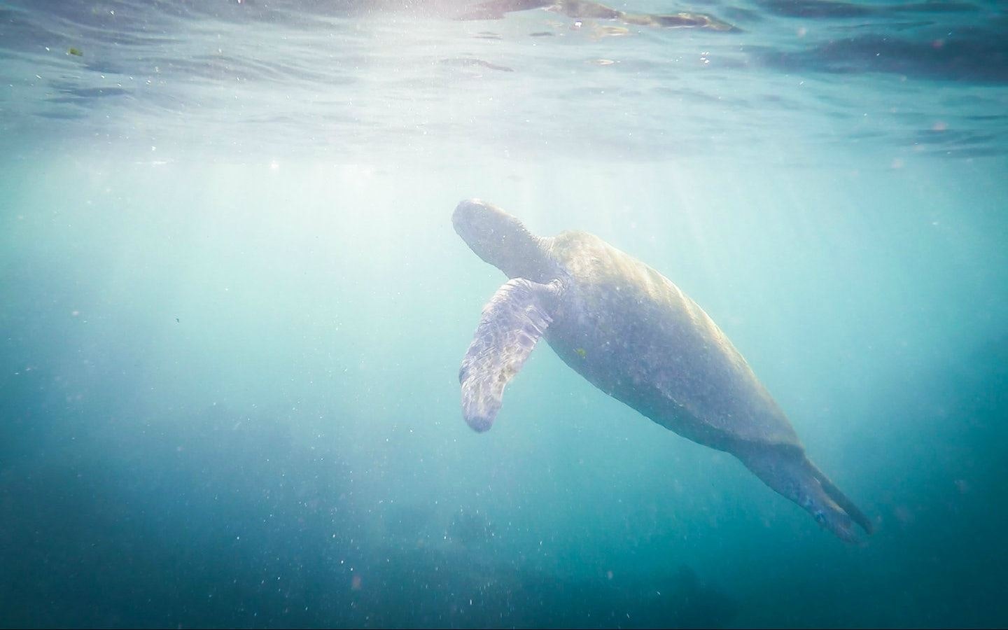 The Galapagos Islands - Trailer