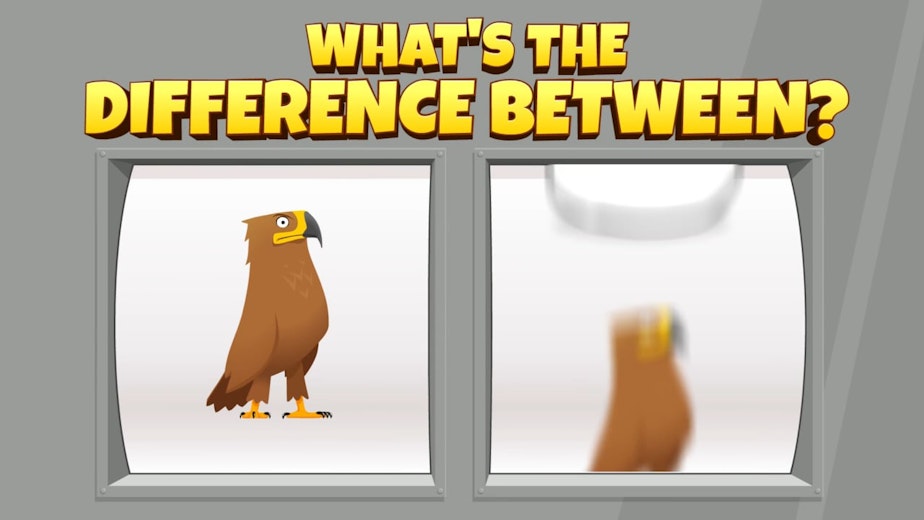 WHAT'S THE DIFFERENCE BETWEEN A GOLDEN EAGLE AND...