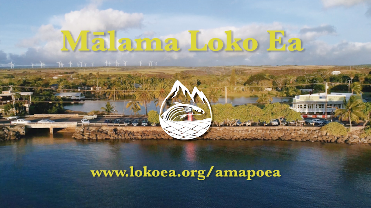 Mālama Loko Ea - Restoring a Fishpond