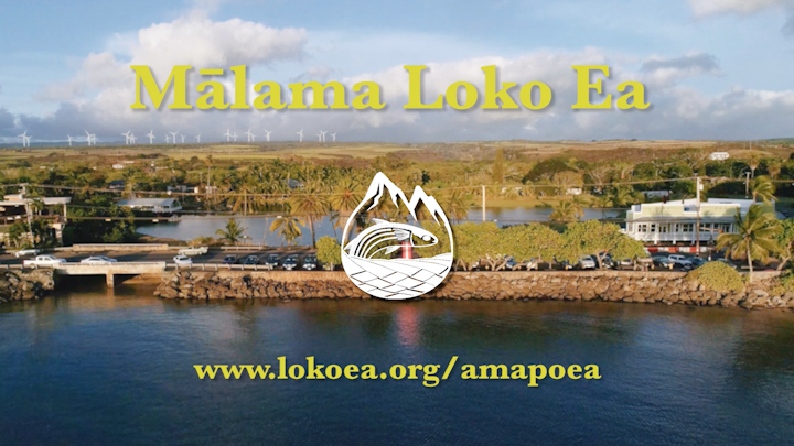 Mālama Loko Ea - Restoring a Fishpond