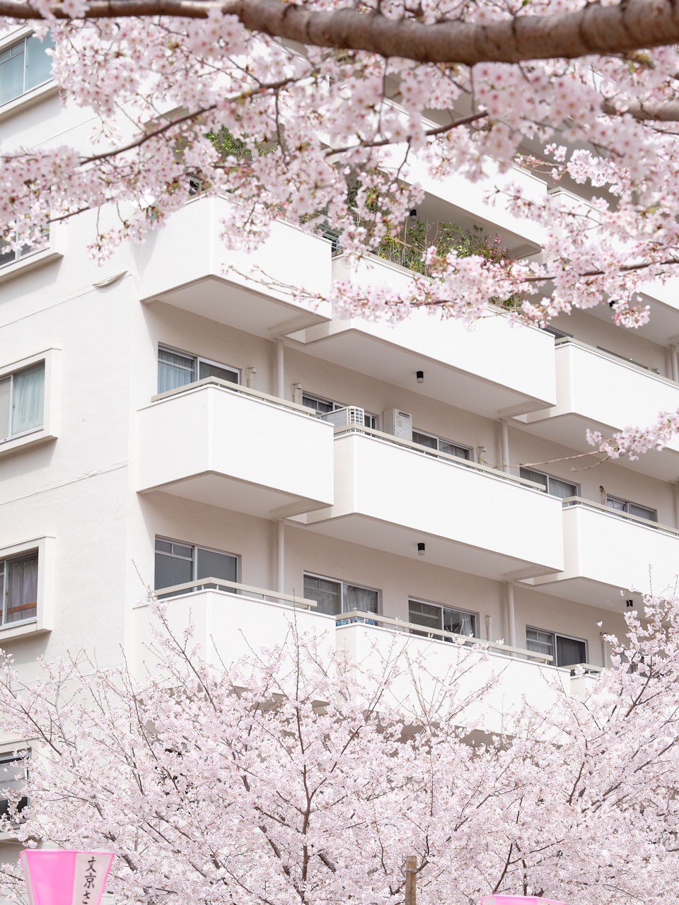 Sakura frames