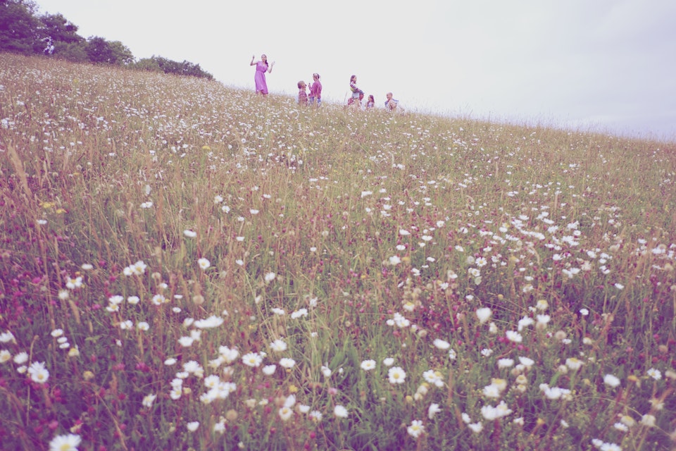 Stills - Dorset Meadow 2016