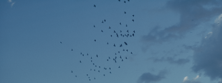 Newcastle Jets | Made of Newcastle