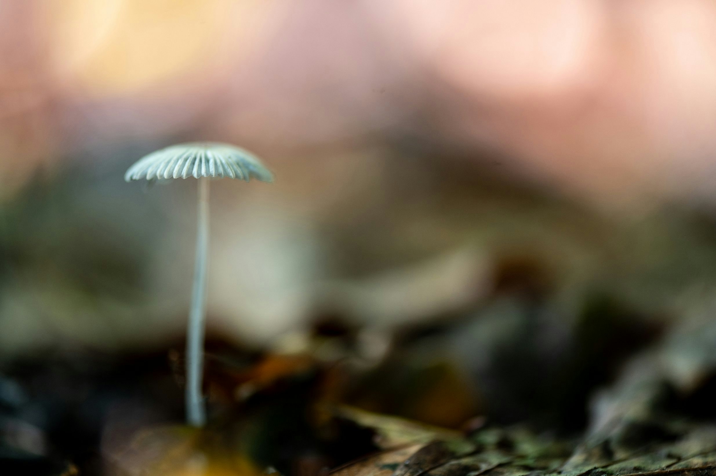 Photography lessons in Wilshire - macro photo of fungus