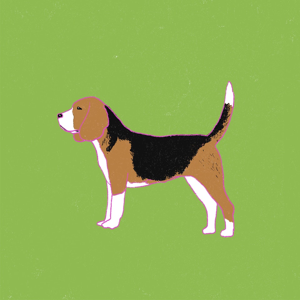 Dogs Milica-Golubovic-Beagle-web