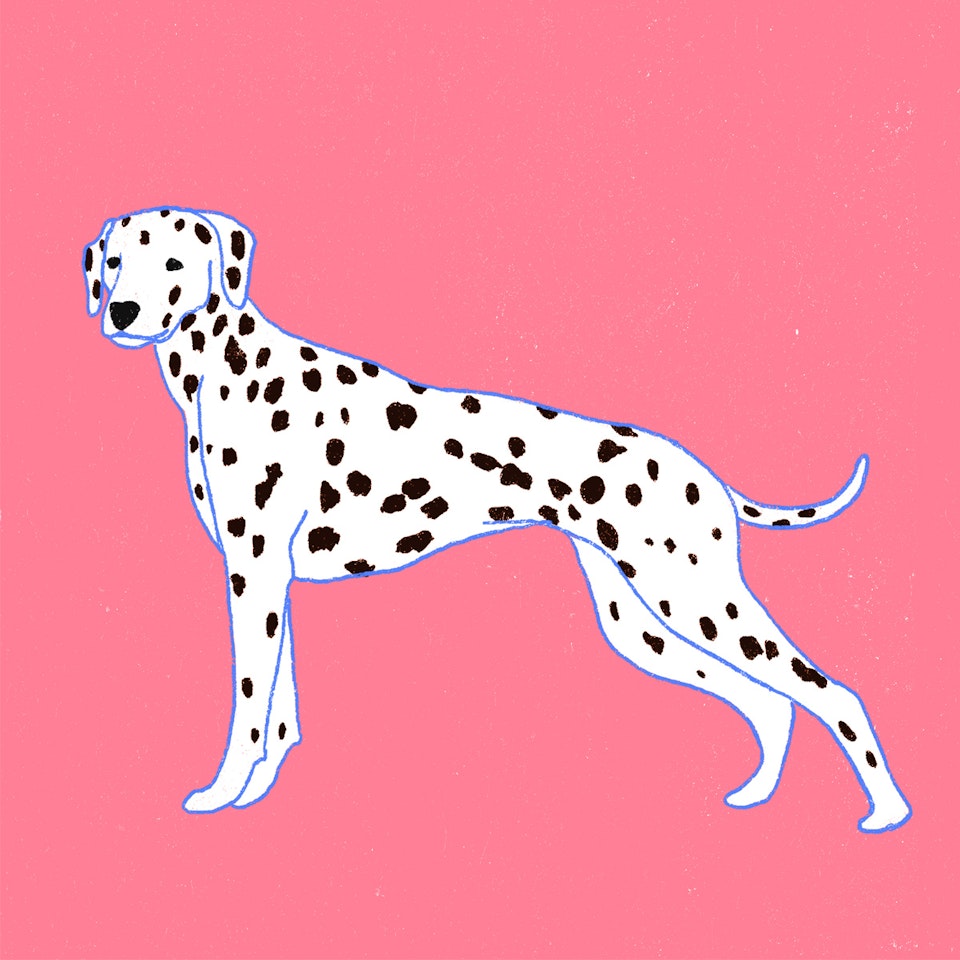 Dogs Milica-Golubovic-Dalmatian-dog-web
