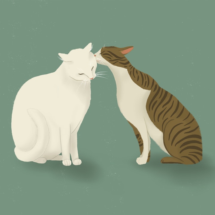 kitty-kiss