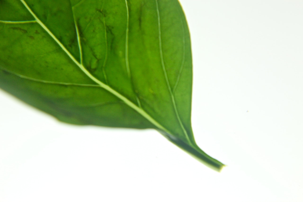 wildwithgarnish