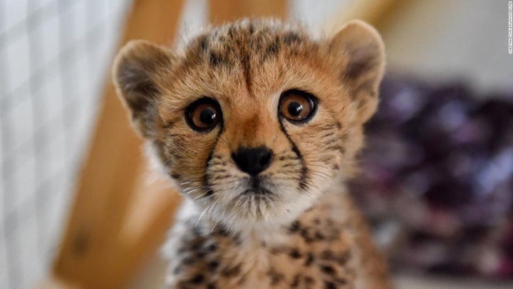 "Cheetahs for Change" - Our Young Global Citizens Series - Charles P. Allen High School