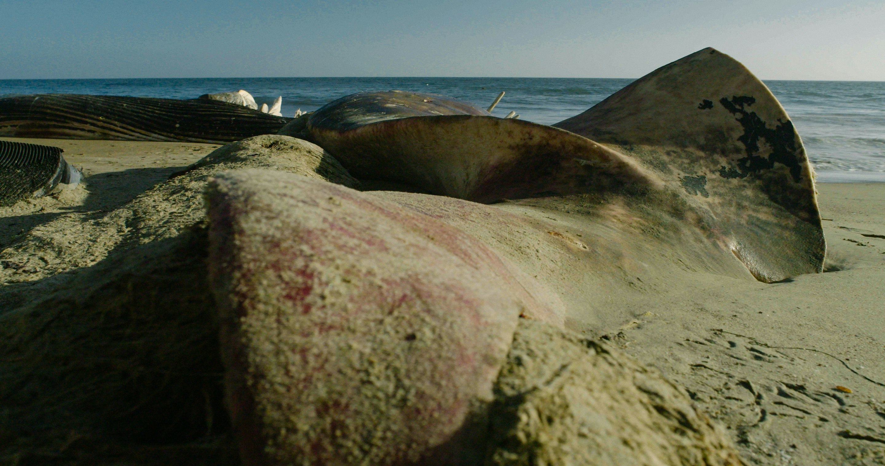 PtReyes_Still7 -