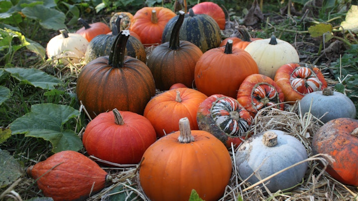 Barbara Santi - Home of Springs, Trengwainton