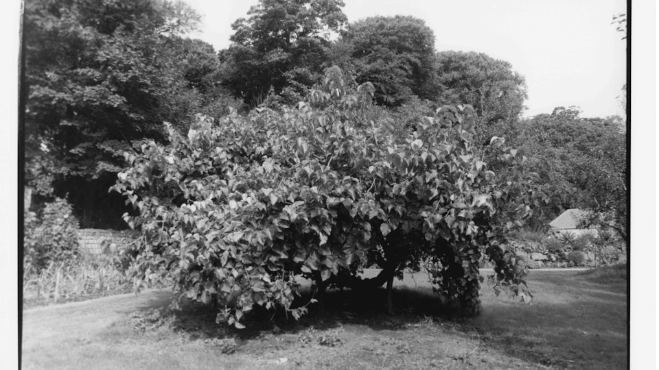 Home of Springs, Trengwainton mulbery bush