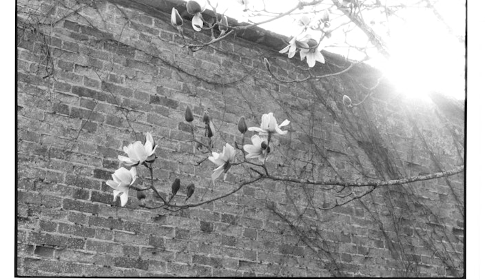 Home of Springs, Trengwainton Trengwainton Garden - Magnolias