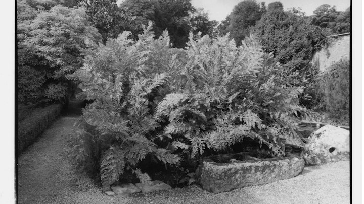 Home of Springs, Trengwainton royal fern