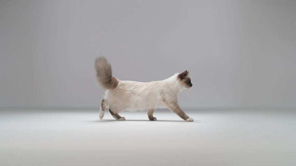 Royal Canin - Kittenhood