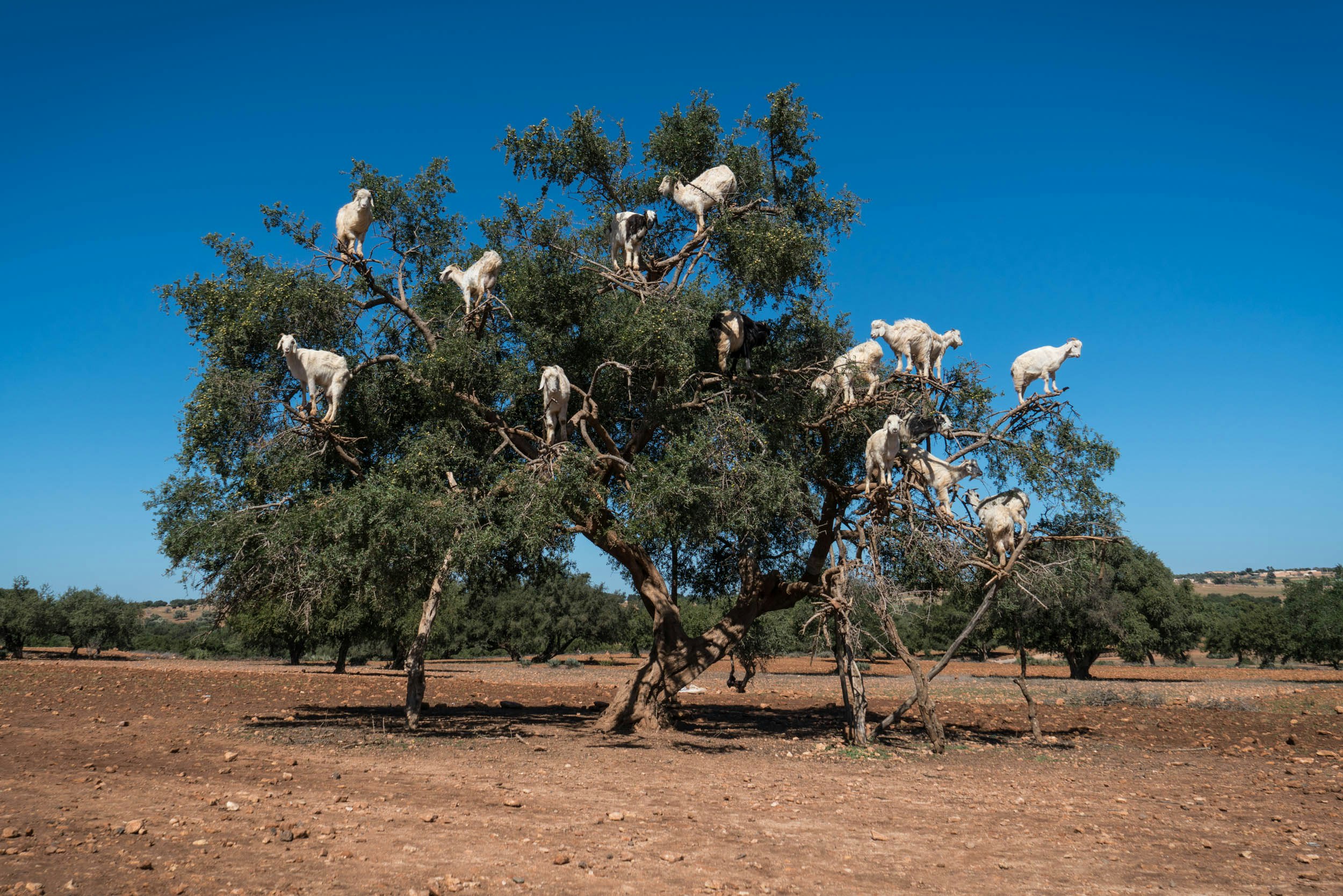 Michael Loos - Route_Goats0441