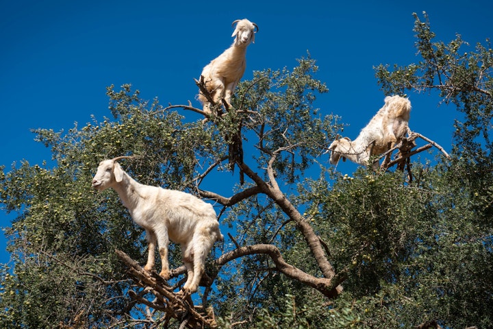 Michael Loos - Route_Goats0443
