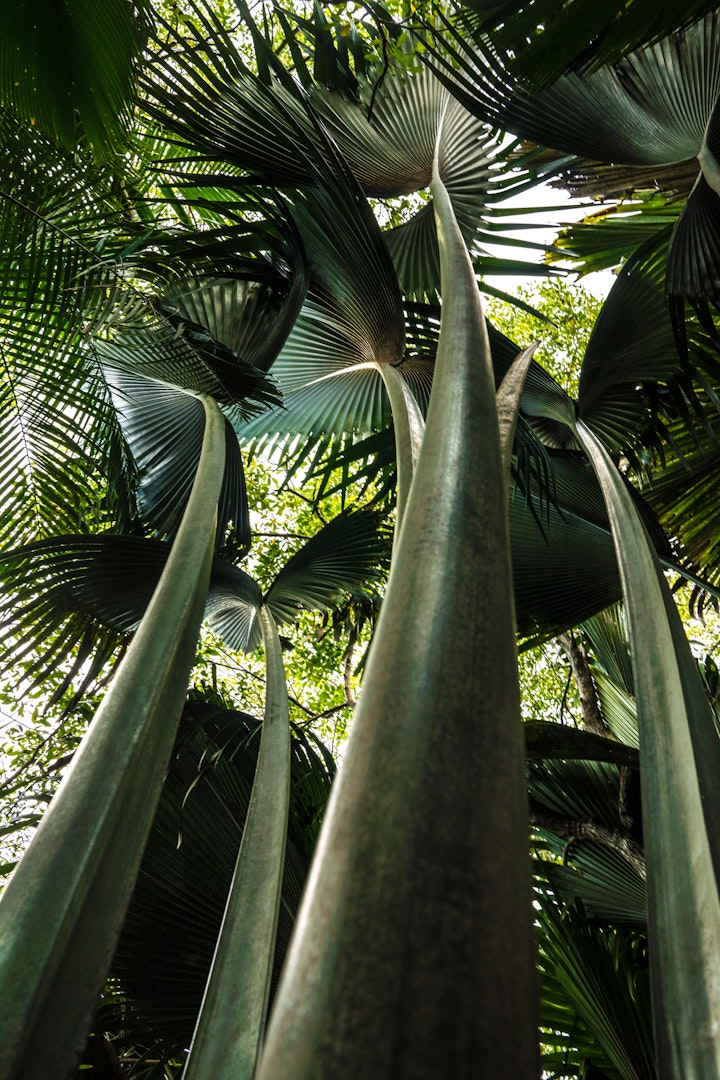 Michael Loos - Seychelle-02625