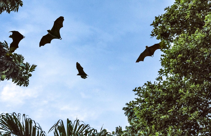 Michael Loos - Seychelles_bats