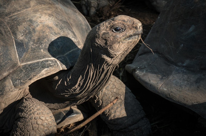 Michael Loos - Seychelle-02728