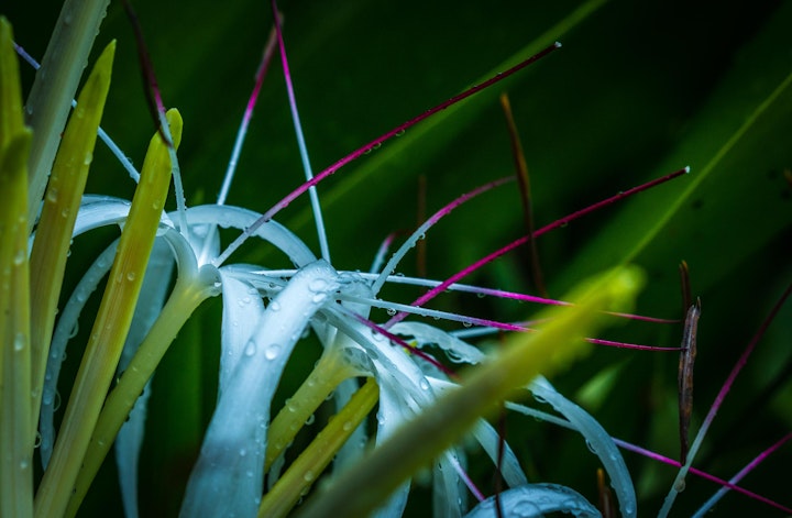 Michael Loos - Seychelle-03169