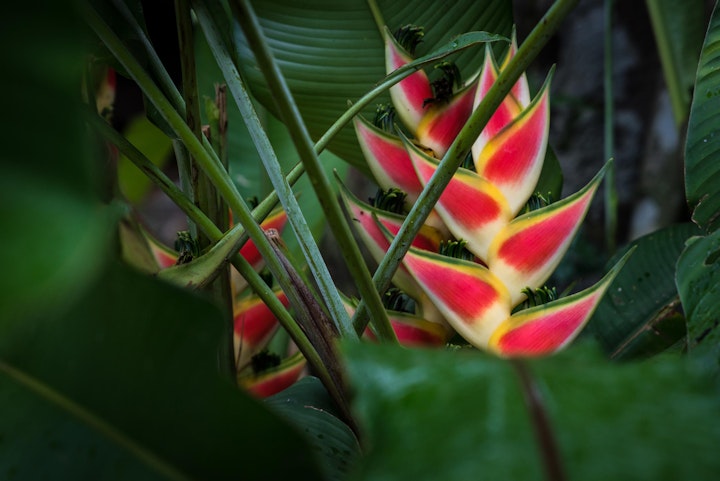 Michael Loos - Seychelle-03018