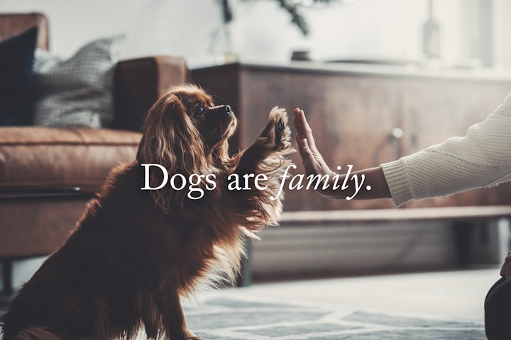 Denjo Dogs - Brand identity, product design, product development, concept design and visual communication for the Swedish dog brand Denjo Dogs.