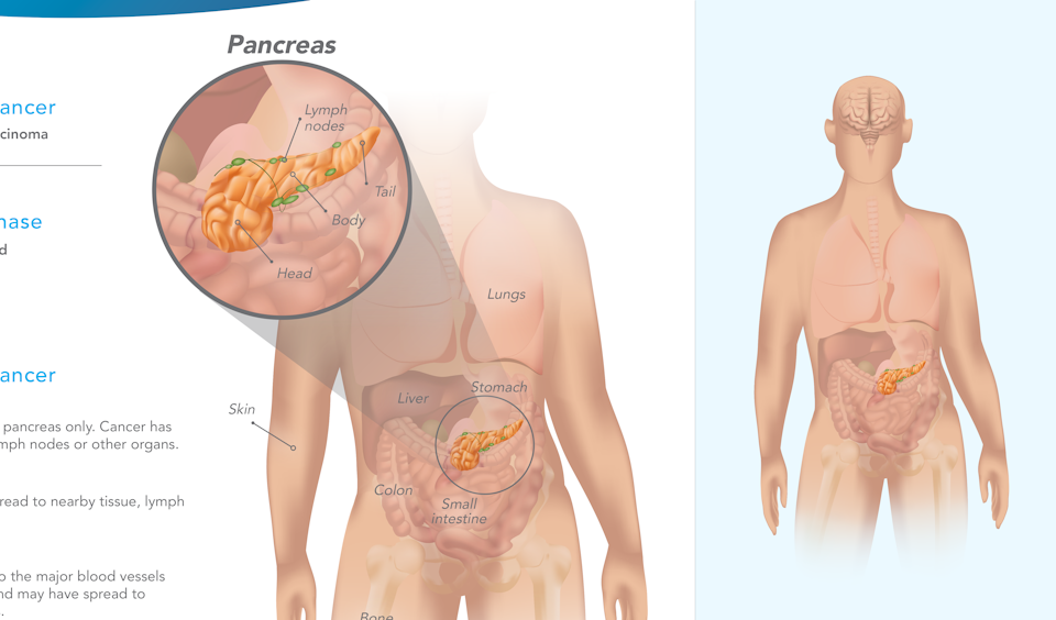 Pancreatic Vector Illustration