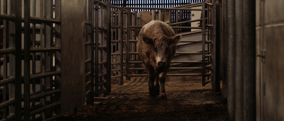 Cattle Market | Dir: Sean Parnell - Still from short documentary Cattle Market, directed by Sean Parnell. Shot by London based Cinematographer/Driector of Photography Connor Adam.