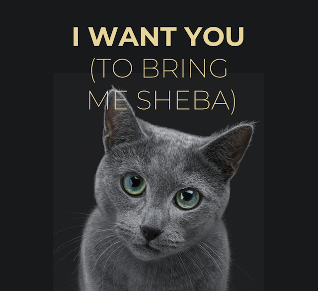 Sheba (strokable cat video) Josephine Shedden