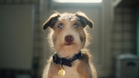 Dogs Trust 'Underwear Ever After'