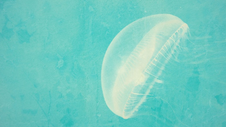 PAPER - Jellyfish