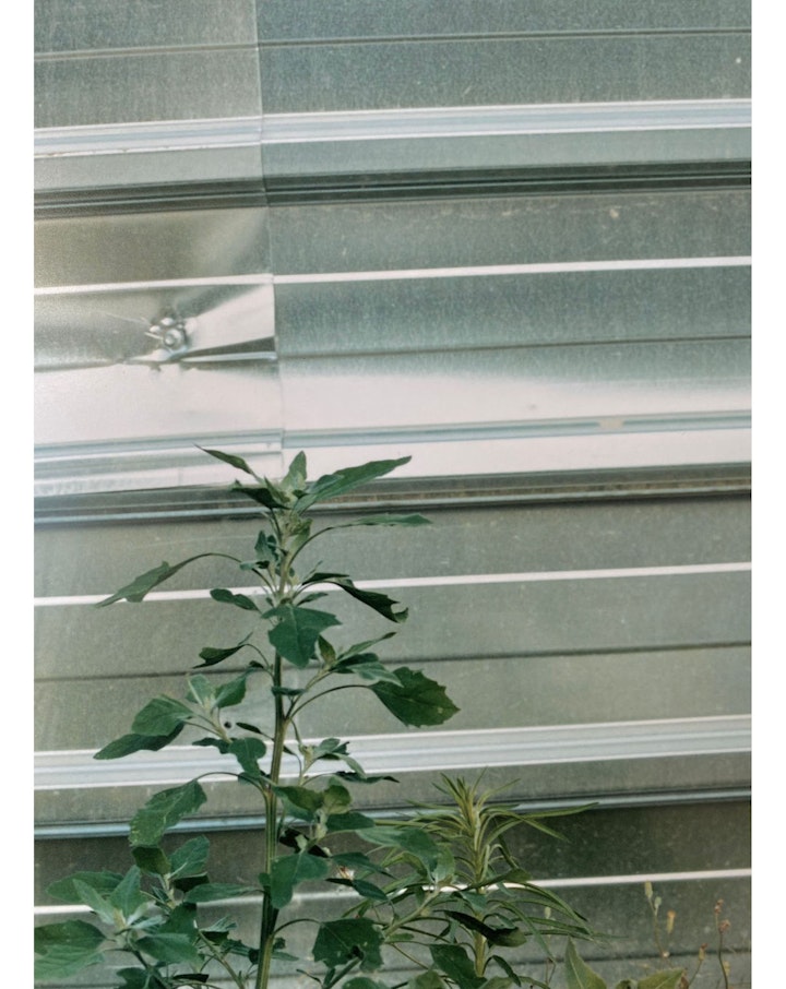 Still Life & Details