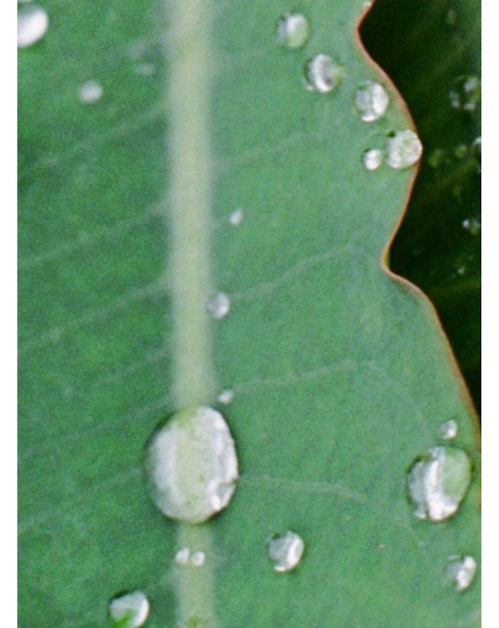 Still Life & Details