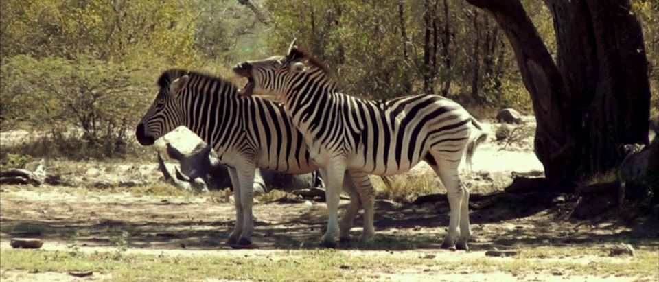 Cuervo Party Animals 'Zebra'