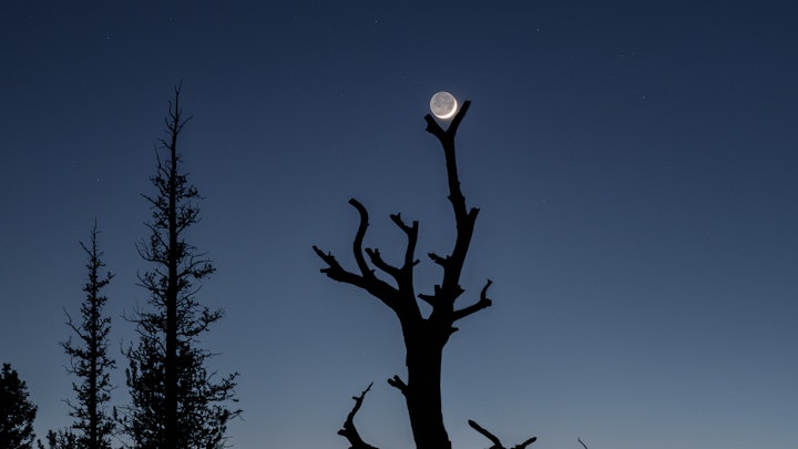 Moon Tree IV