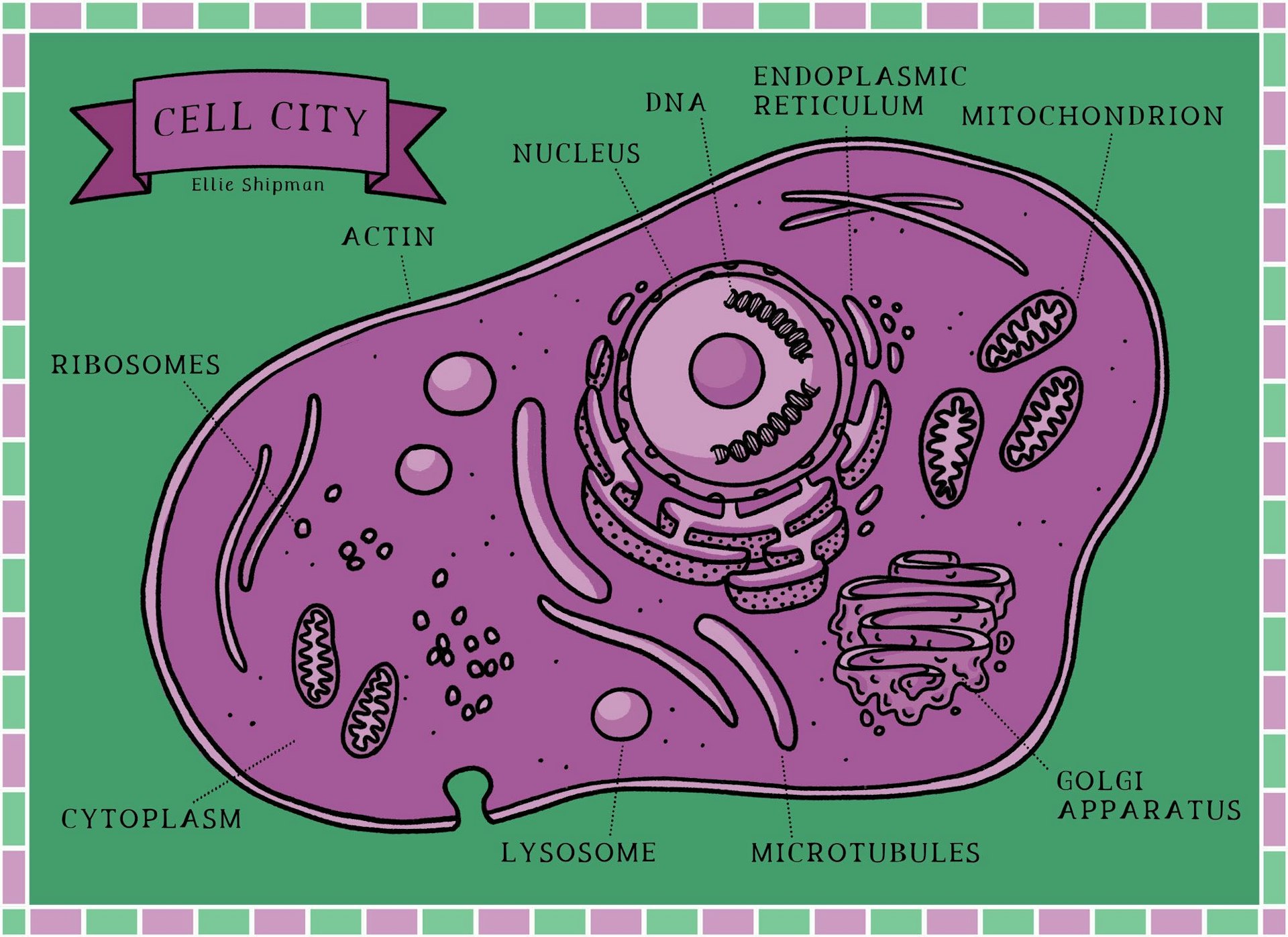 Cell City Computer Examples Cell City for the University of Cambridge - Ellie Shipman