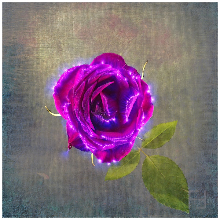 Beautiful Things Rose Comp 1