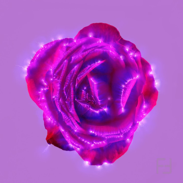 Beautiful Things Rose Img0009