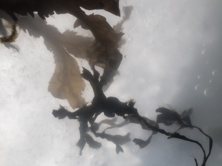 Tång II / Algae II 
    150x100cm