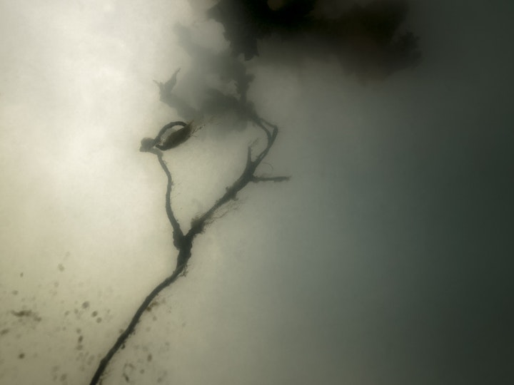 Tång III / Algae III
    150x100cm