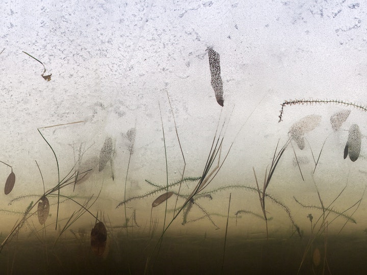 Fruset partitur / Frozen score 
                64x150cm