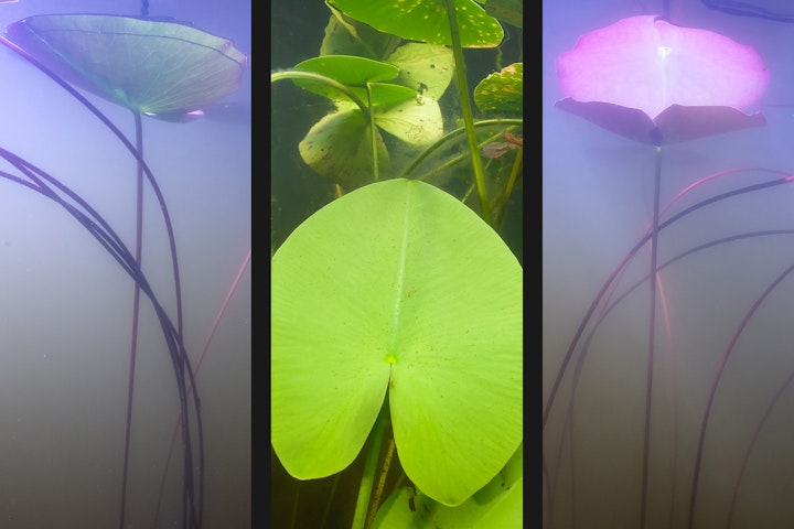 Water - Waterlily triptych