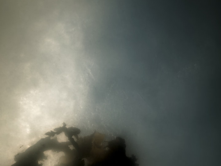 Tång I / Algae I 
   150x100cm