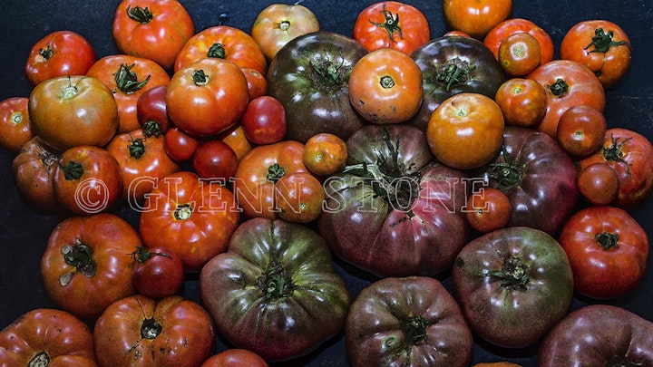 Heirloom tomato harvest