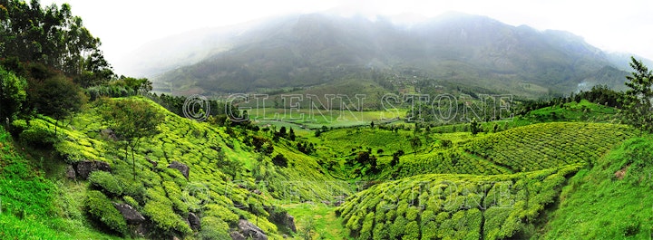 Kerala Tea Landscape-small