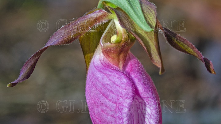 Wild Lady Slipper orchid, Blue Ridge Mountains, Virginia